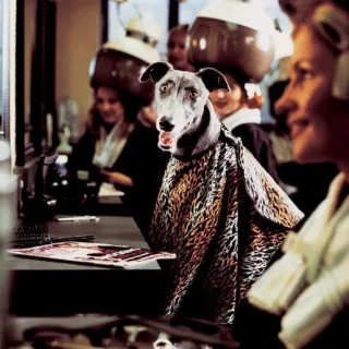 Irish Greyhound Board Dundalk